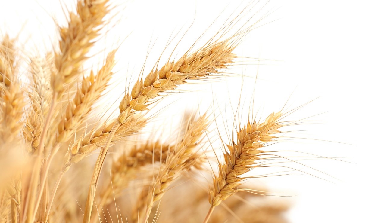 Фон колоски пшеницы